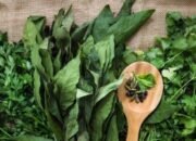 Sering Dianggap Biasa, 8 Daun Herbal Ini Ternyata Punya Potensi Manfaat untuk Kesehatan 9 IMG 20260909 WA0014