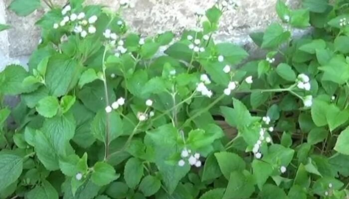 Sering Dianggap Tanaman Biasa, 10 Tumbuhan Herbal Ini Ternyata Banyak Dimanfaatkan Masyarakat