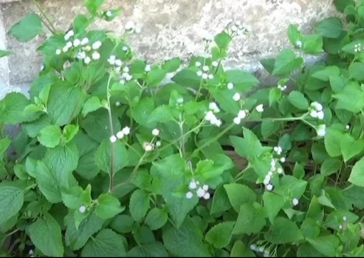 Sering Dianggap Tanaman Biasa, 10 Tumbuhan Herbal Ini Ternyata Banyak Dimanfaatkan Masyarakat 1 IMG 20260909 WA0015