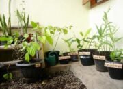 Jangan Asal Dicabut! 8 Tumbuhan Herbal Ini Sering Tumbuh di Sekitar Rumah dan Punya Potensi Manfaat 10 IMG 20260909 WA0017