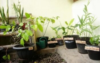 Jangan Asal Dicabut! 8 Tumbuhan Herbal Ini Sering Tumbuh di Sekitar Rumah dan Punya Potensi Manfaat 3 IMG 20260909 WA0017