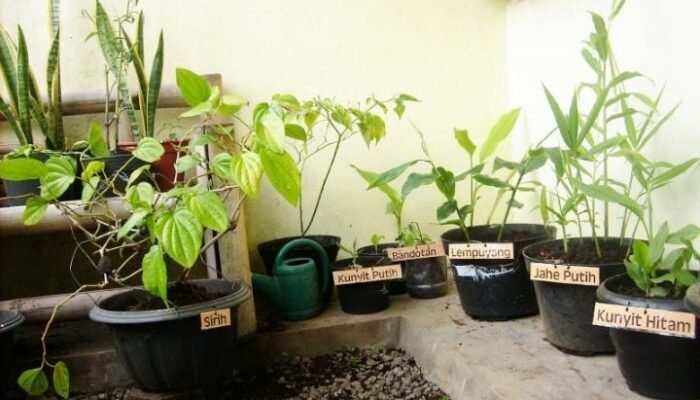 Jangan Asal Dicabut! 8 Tumbuhan Herbal Ini Sering Tumbuh di Sekitar Rumah dan Punya Potensi Manfaat