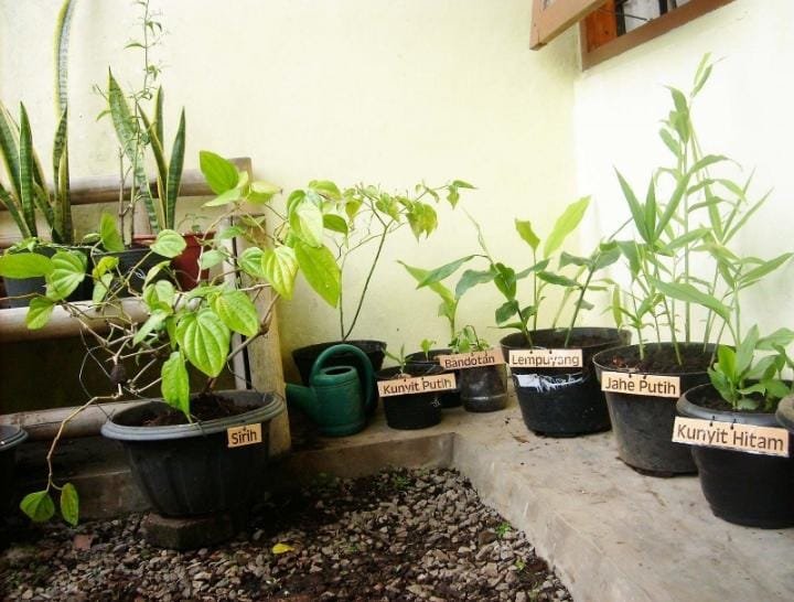 Jangan Asal Dicabut! 8 Tumbuhan Herbal Ini Sering Tumbuh di Sekitar Rumah dan Punya Potensi Manfaat 1 IMG 20260909 WA0017