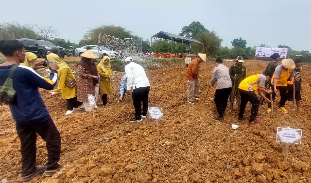 Penanaman Jagung 1 Hektare di Sindang Jaya, Polsek Pasar Kemis Dukung Ketahanan Pangan 2026 3 IMG 20261030 WA0065