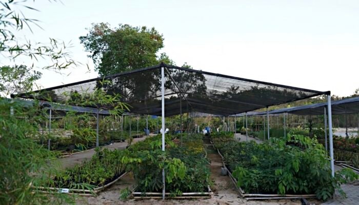 Nursery Kura Kura Bali Siapkan 25.941 Bibit Tanaman dari 83 Spesies untuk Perluasan Lanskap Kawasan