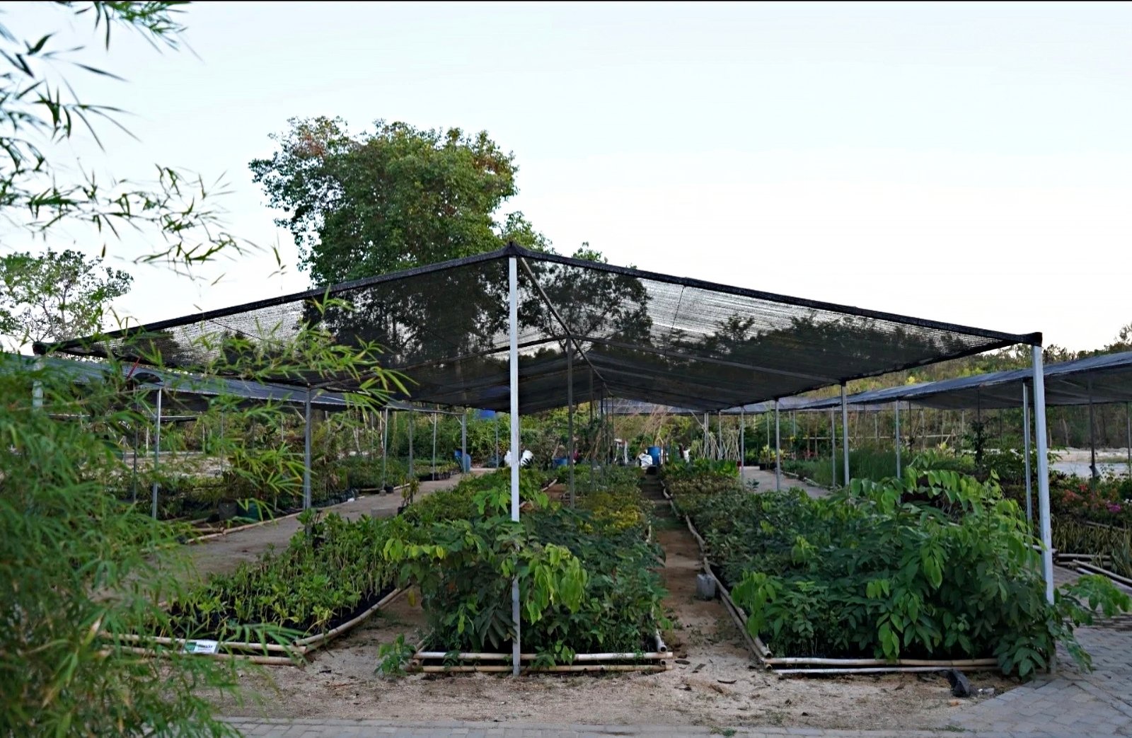Nursery Kura Kura Bali Siapkan 25.941 Bibit Tanaman dari 83 Spesies untuk Perluasan Lanskap Kawasan 1 IMG 20261022 110043