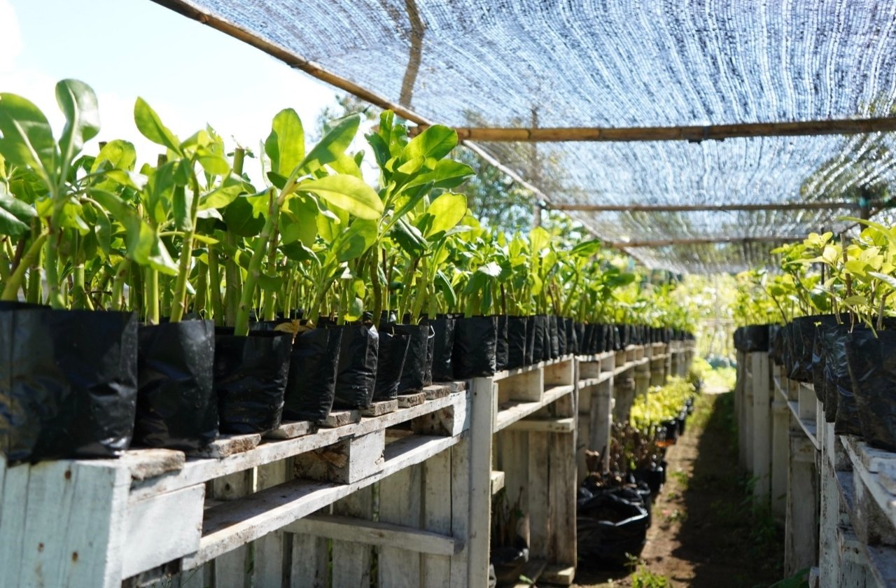 Nursery Kura Kura Bali Siapkan 25.941 Bibit Tanaman dari 83 Spesies untuk Perluasan Lanskap Kawasan 3 IMG 20261022 110103