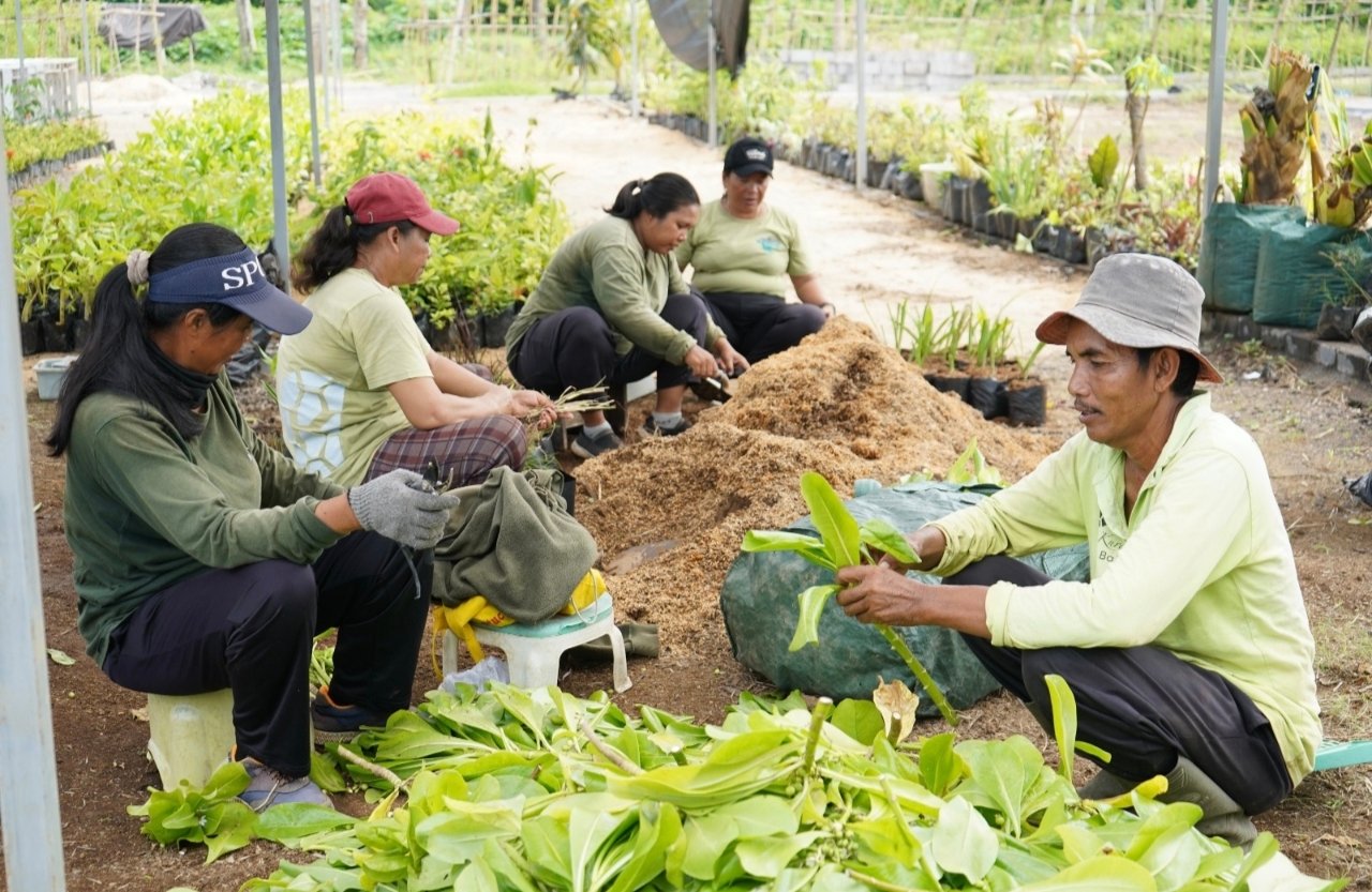 Nursery Kura Kura Bali Siapkan 25.941 Bibit Tanaman dari 83 Spesies untuk Perluasan Lanskap Kawasan 4 IMG 20261022 110141