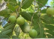 Daun Jambu Biji hingga Cengkeh, Bahan Alami yang Bisa Membantu Meredakan Sakit Gigi 10 images 2
