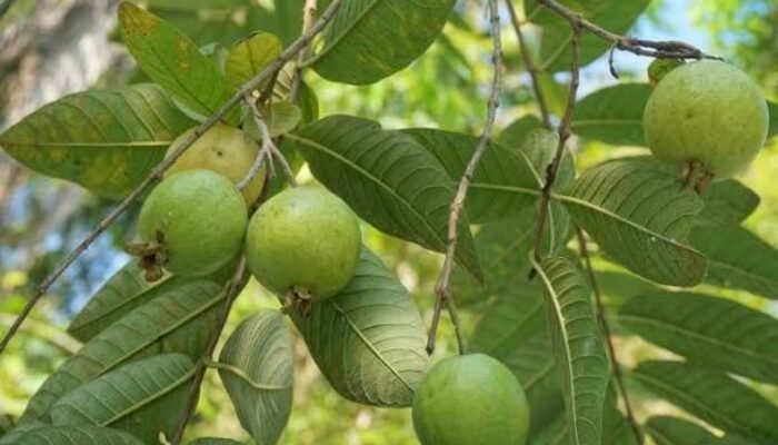 Daun Jambu Biji hingga Cengkeh, Bahan Alami yang Bisa Membantu Meredakan Sakit Gigi